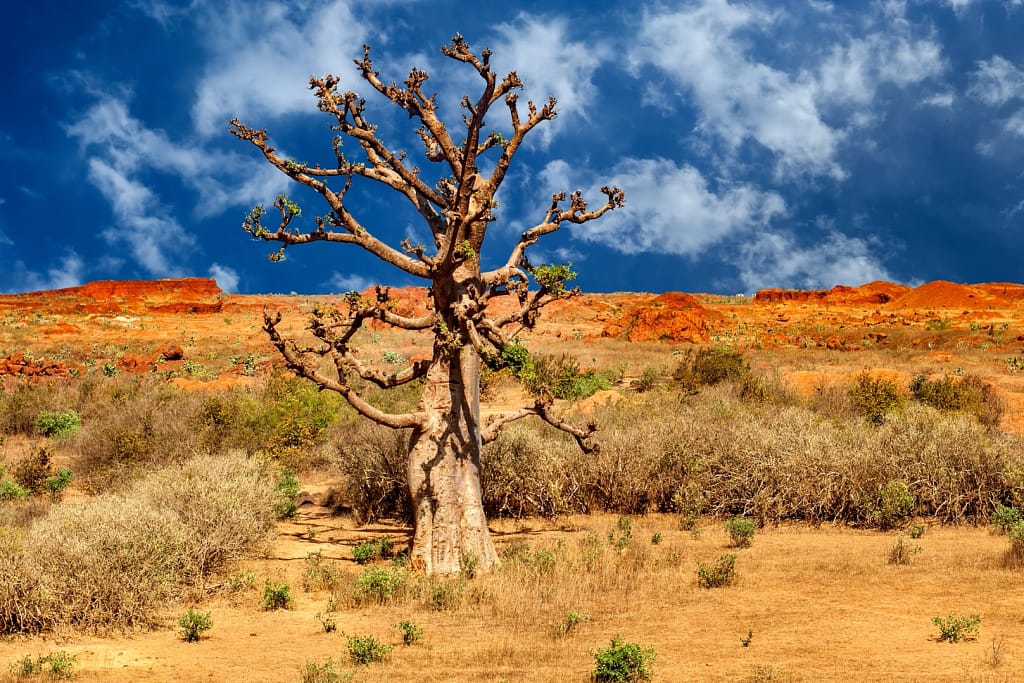 Albero secco: va sempre abbattuto? Albero secco vicino a casa: va sempre abbattuto per motivi di sicurezza