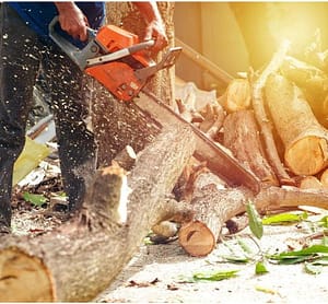 Abbattimento alberi Abbattimento alberi in Sicilia eseguito in sicurezza con tecnica tree climbing