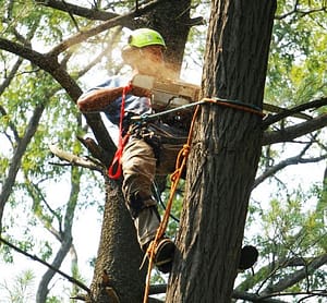 Abbattimento alberi Abbattimento di un albero pericoloso in Sicilia per la sicurezza di persone e strutture