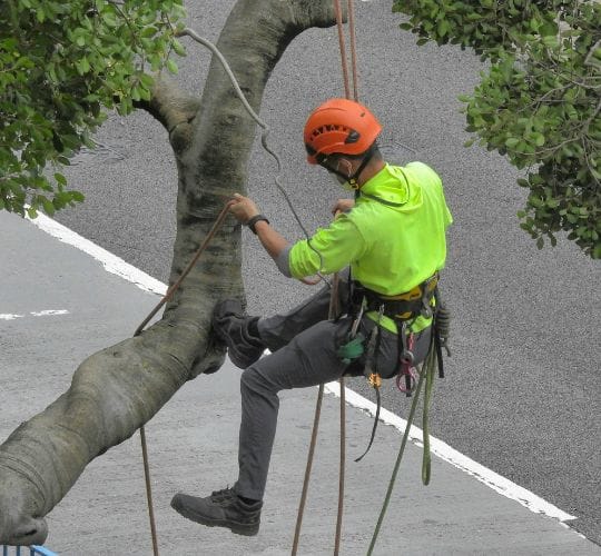 Potatura alberi potatura alberi ad alto fusto in area urbana