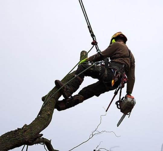 Potatura alberi potatura alberi in sicilia con tecnica su corda