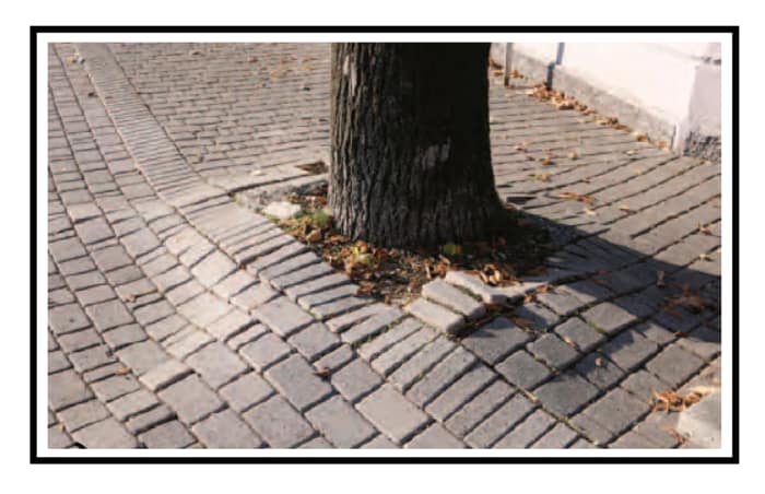 Radici che sollevano marciapiede o muro: cosa fare e come intervenire radici che sollevano marciapiede